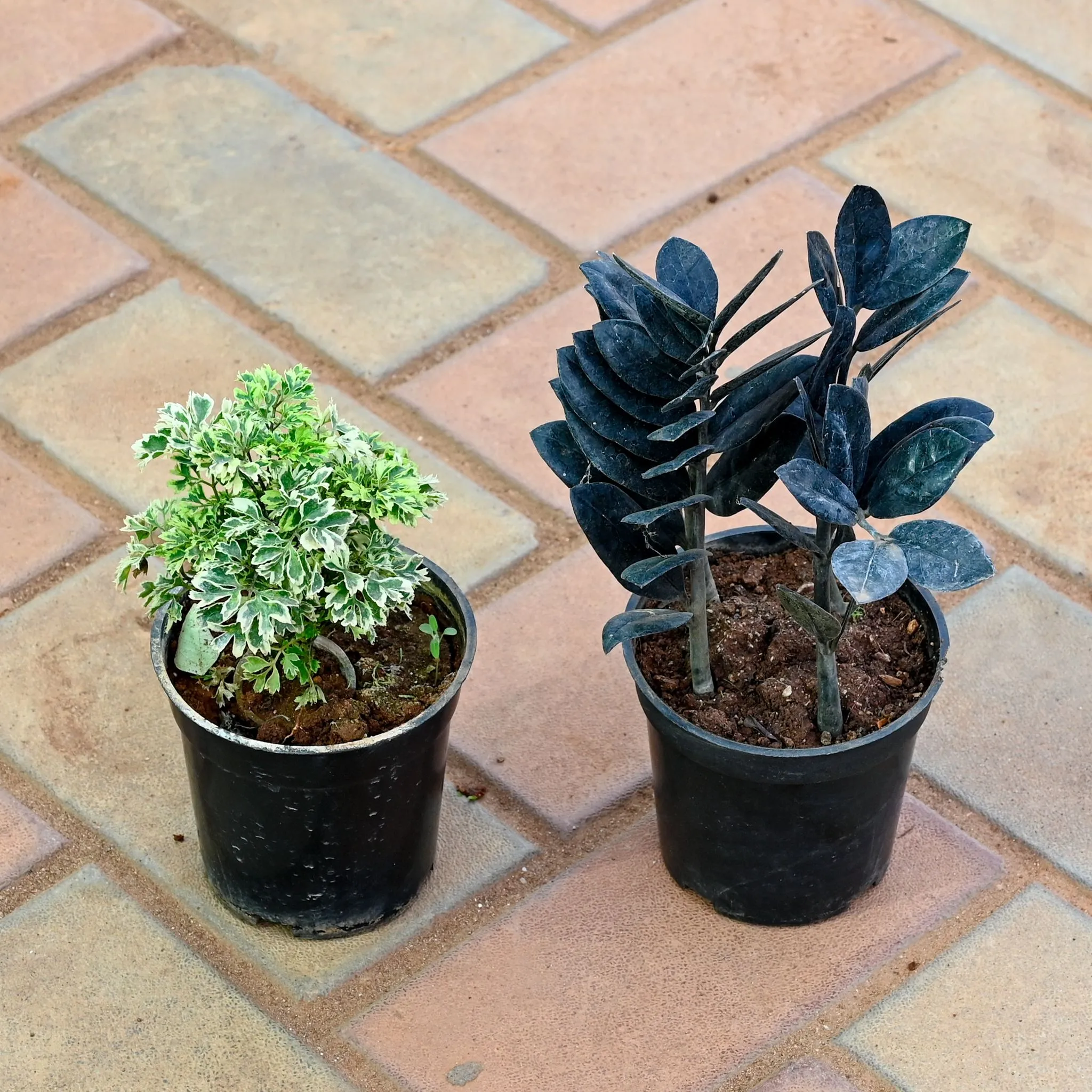 Set of 2 - Aralia White & Zz in 4 Inch Nursery Pot
