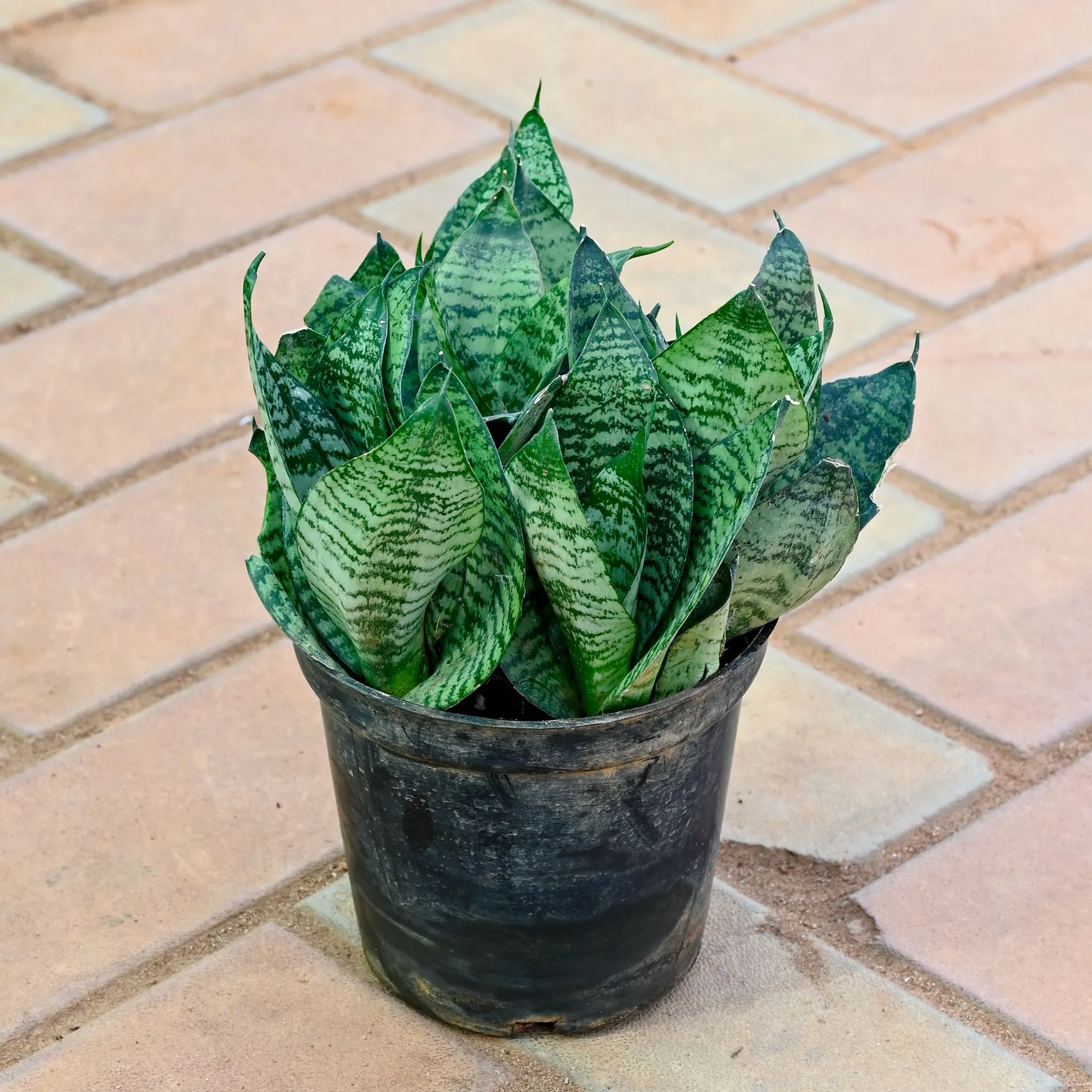Snake Green Bushy in 5 Inch Nursery Pot