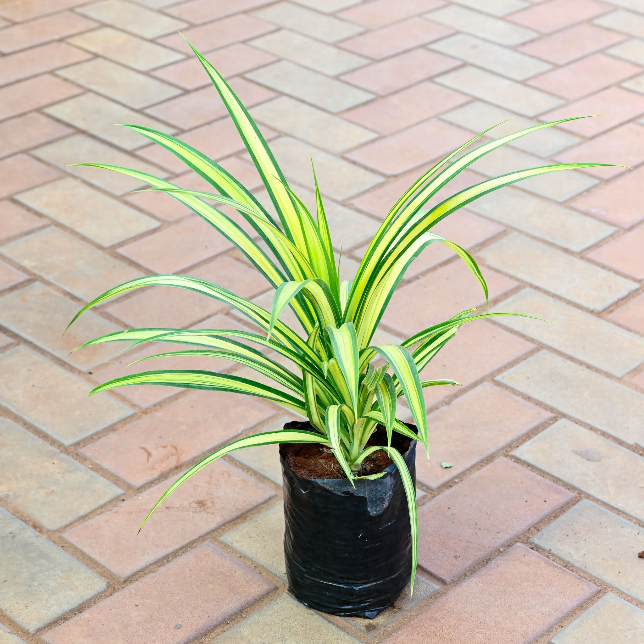 Pandanus / Screwpine / Spider Yellow in 8 Inch Nursery Bag