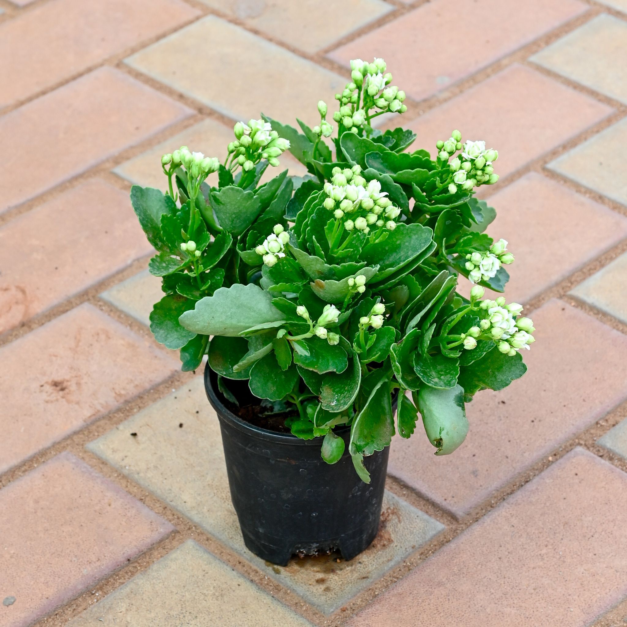 Kalanchoe Succulent White in 4 Inch Nursery Pot