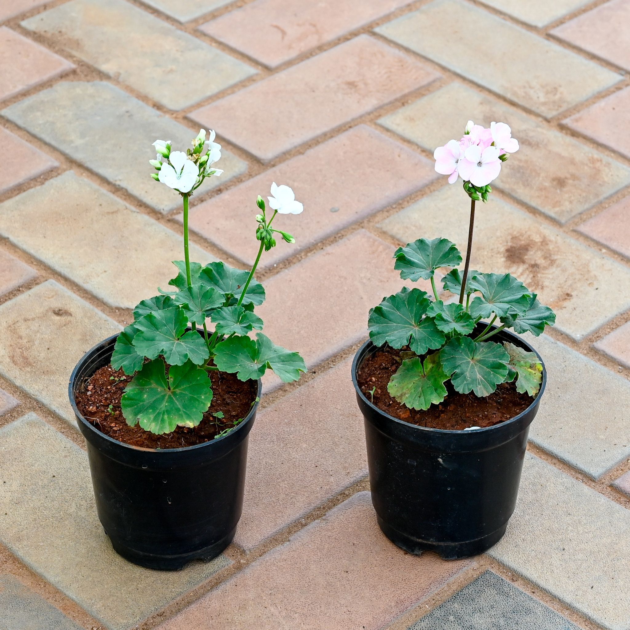 Set of 2 - Geranium (Pink & Light-Pink) in 4 Inch Nursery Pot