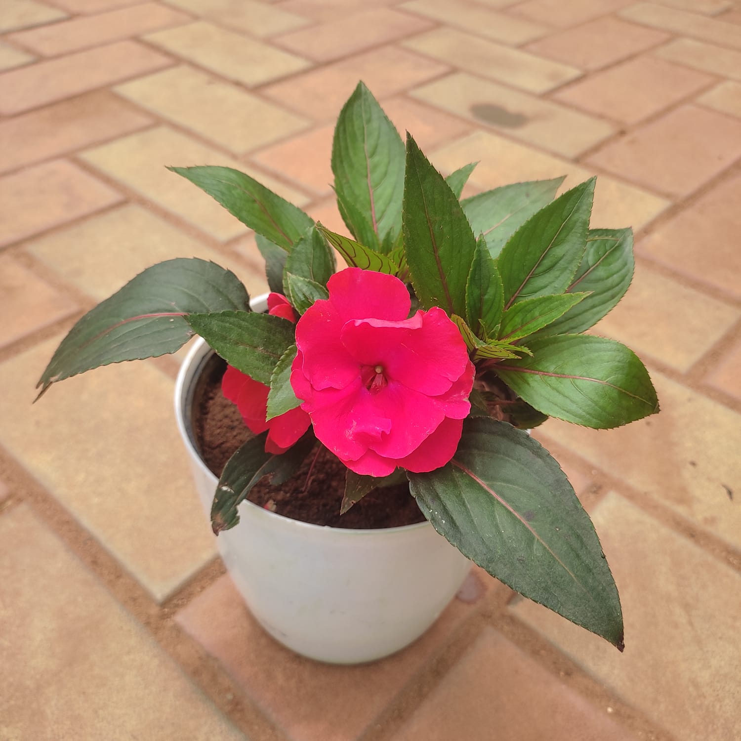 Impatiens Balsamina (any colour) in 6 Inch White Premium Sphere Plastic Pot