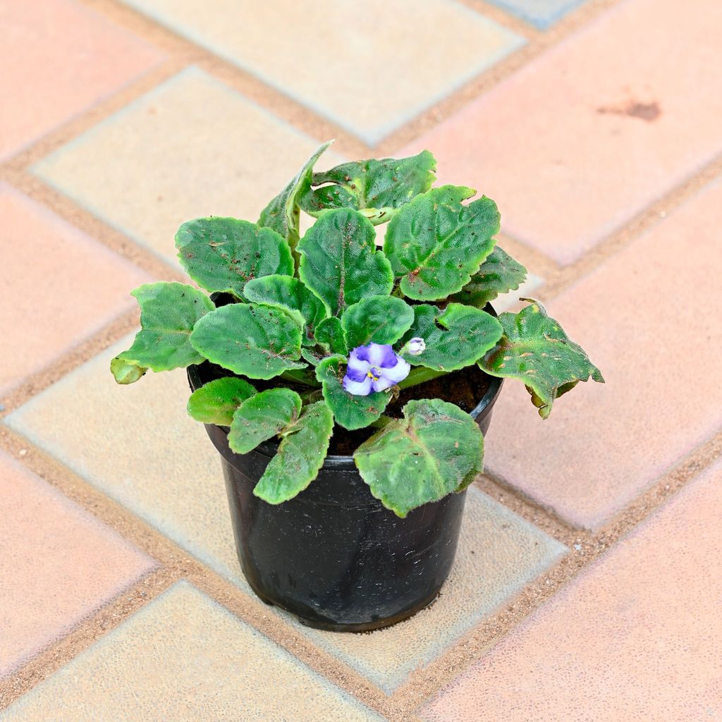 Buy African Violet / Streptocarpus in 4 Inch Nursery Pot Online | Urvann.com African Violet / Streptocarpus in 4 Inch Nursery Pot