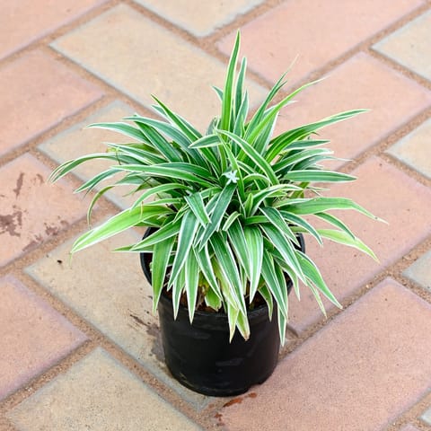 Spider Green Bushy in 4 Inch Nursery Pot