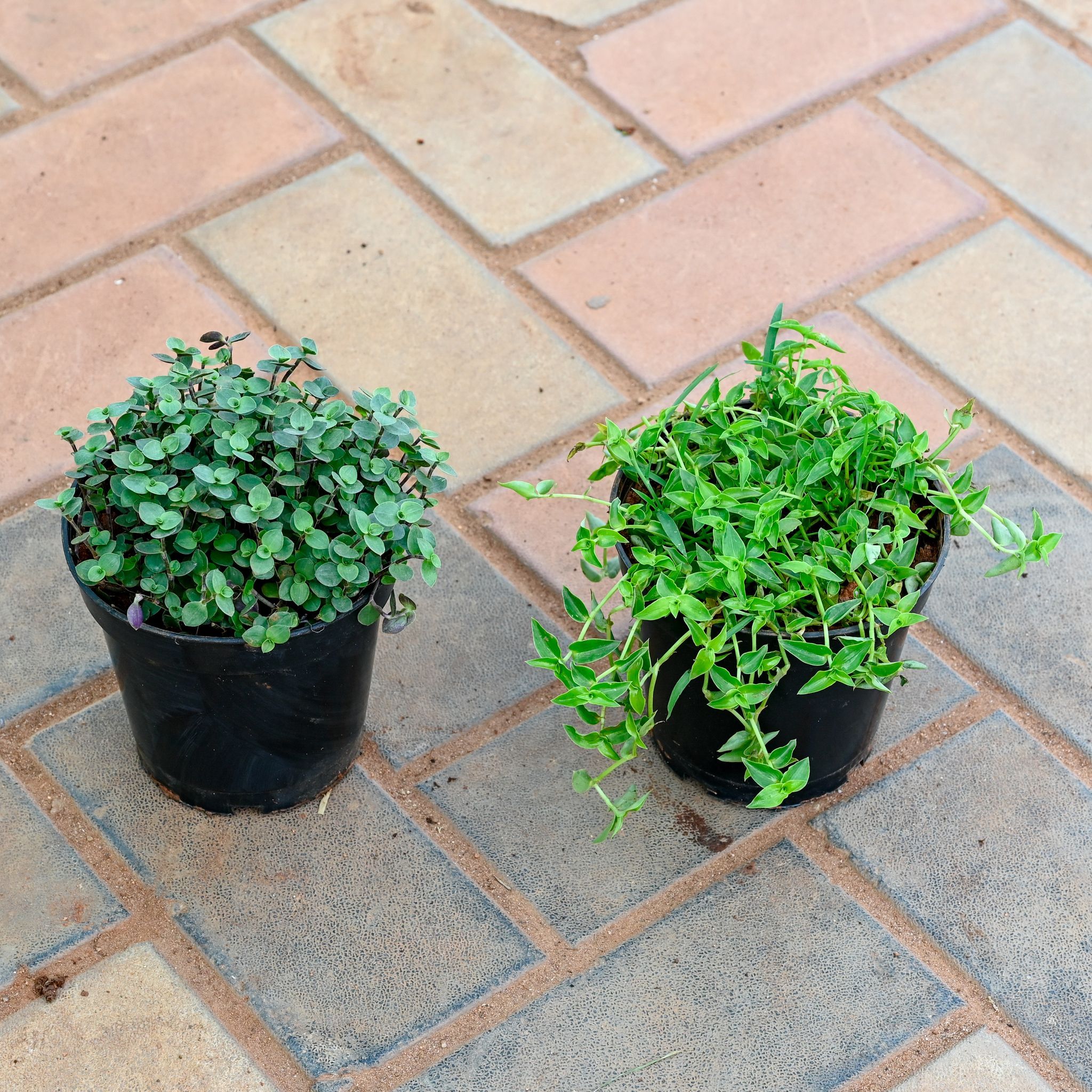 Set Of 2 - Black Vine & Turtle Vine in 4 Inch Nursery Pot