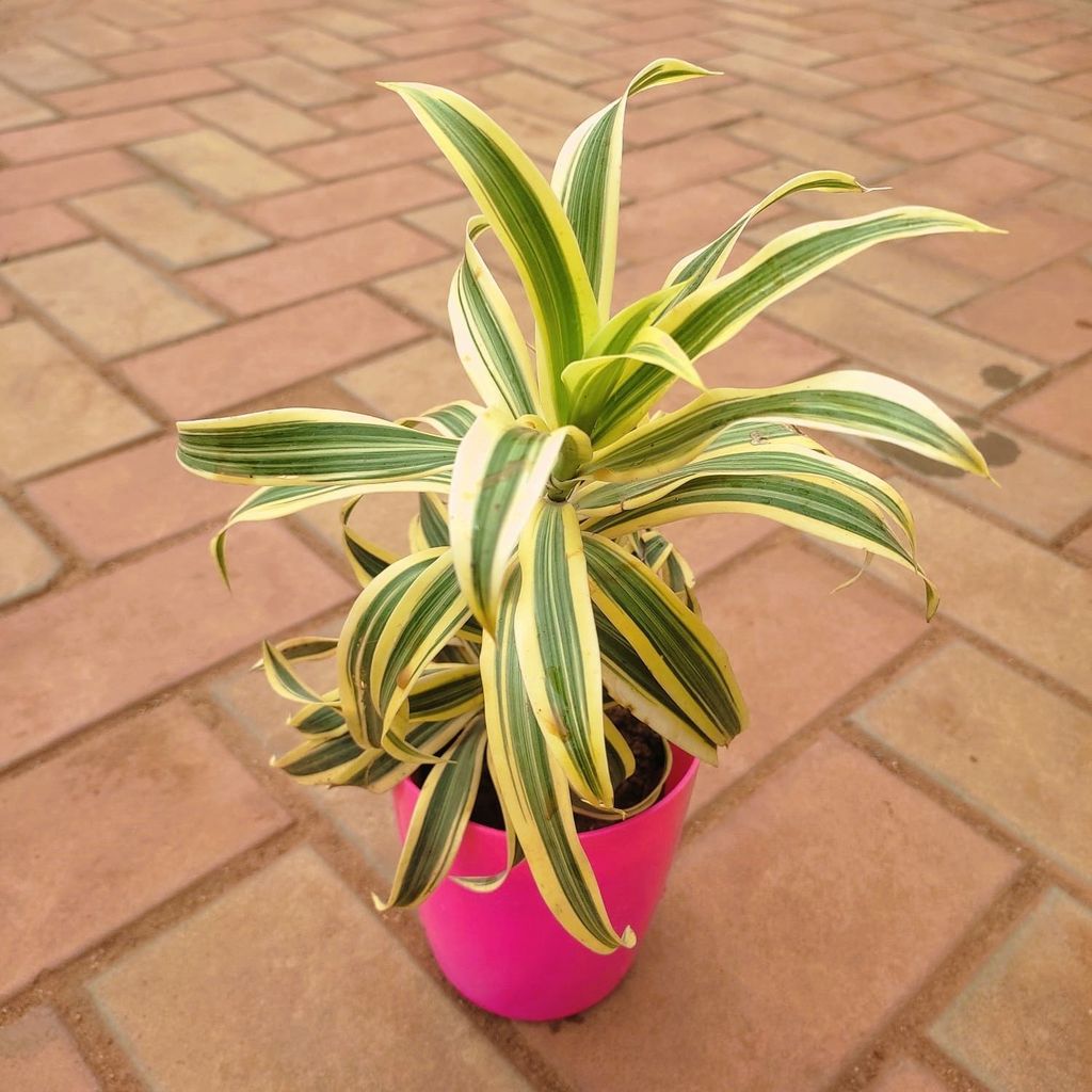 Buy Song Of India in 6 Inch Premium Plastic Pot (any colour) Online | Urvann.com Song Of India in 6 Inch Premium Plastic Pot (any colour)