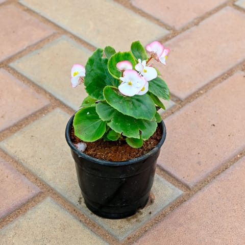 Begonia Light - Pink in 4 Inch Live Plant Nursery Pot