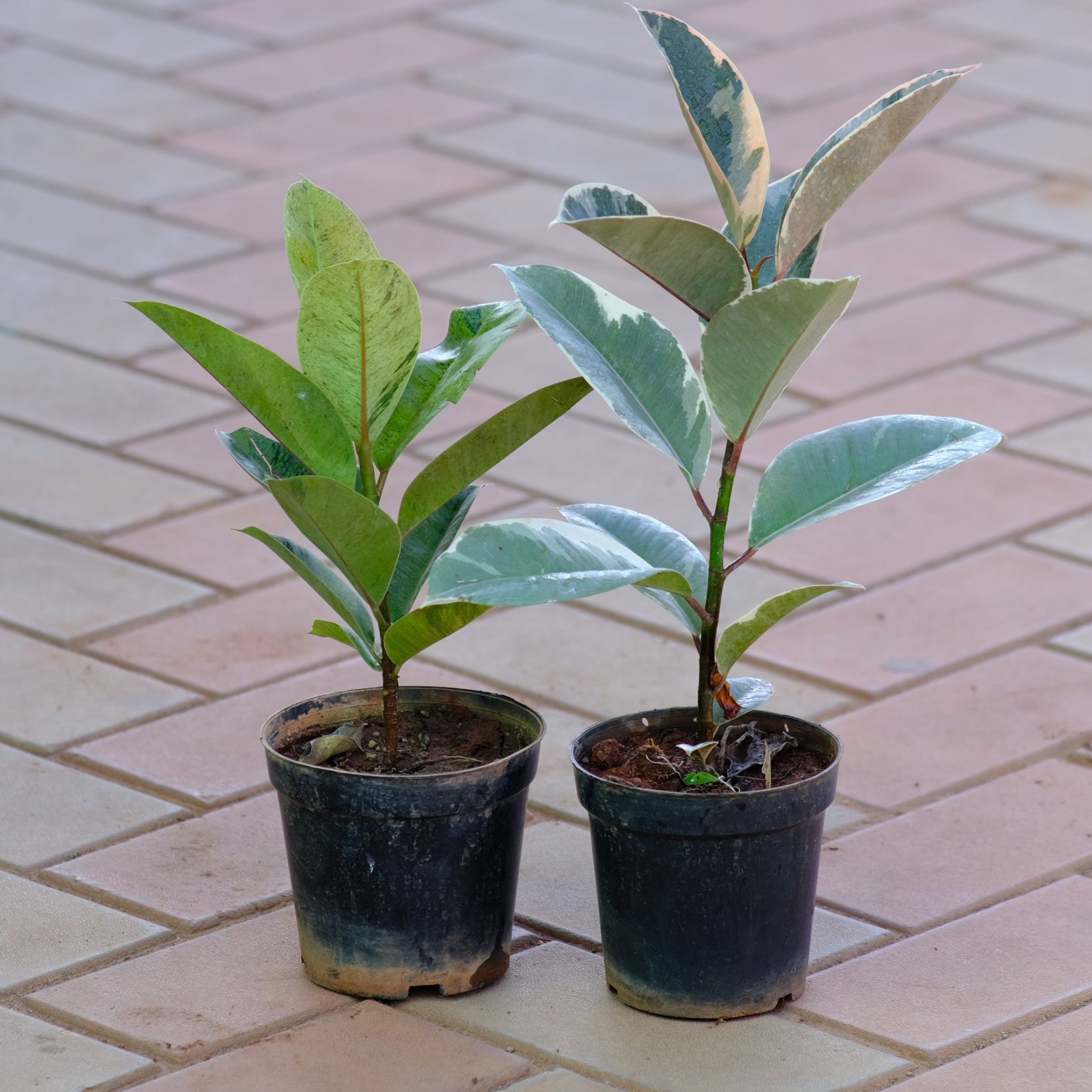 Set of 2 - Rubber Plant (Variegated White & Variegated Green) in 5 Inch Nursery Pot
