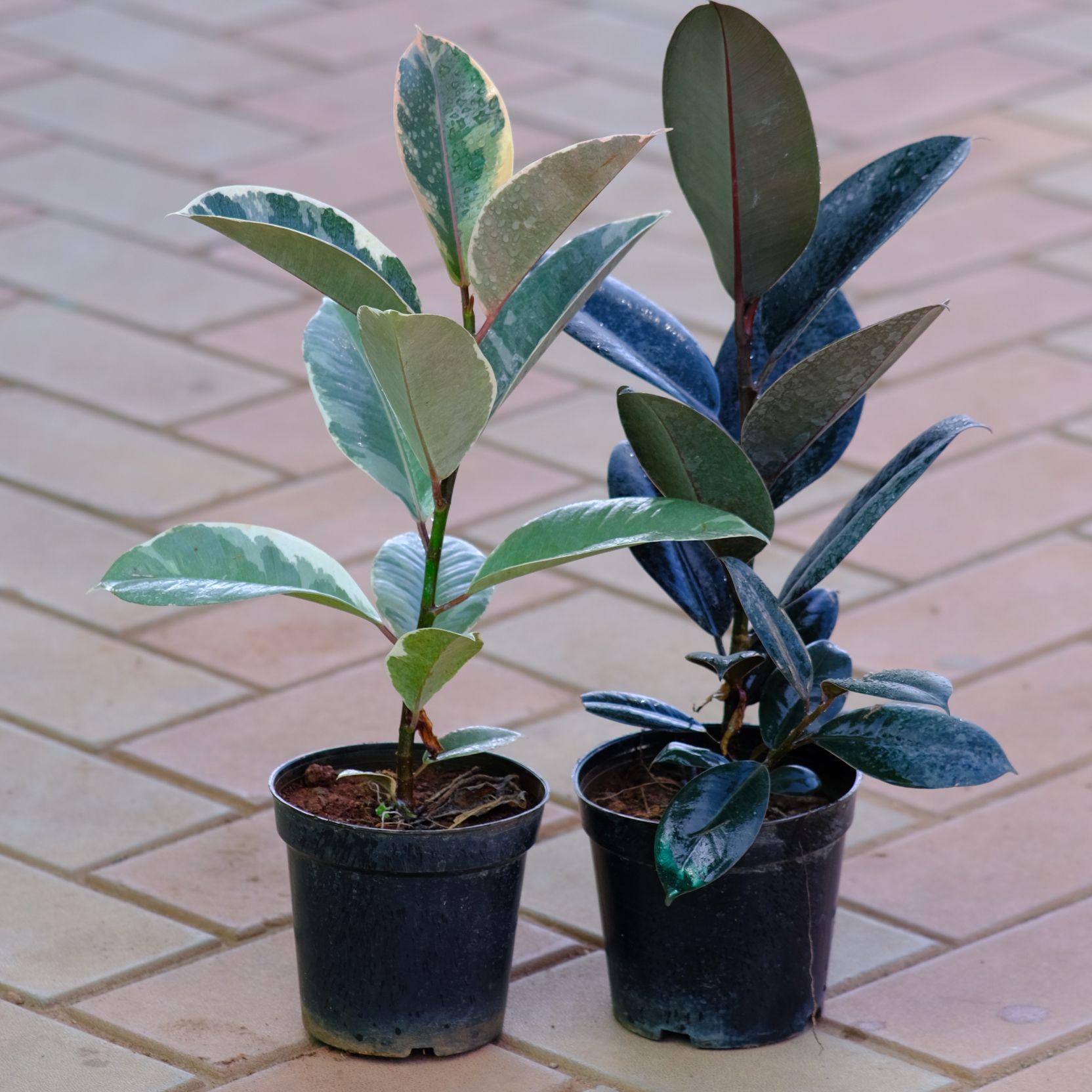 Set of 2 - Rubber (Black & Variegated White) in 5 Inch Nursery Pot