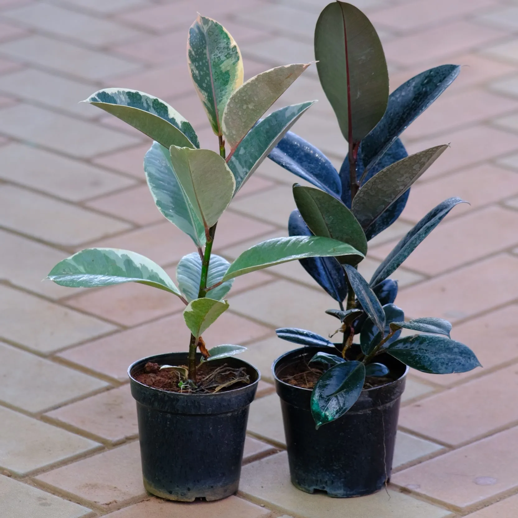 Set of 2 - Rubber (Black & Variegated White) in 5 Inch Nursery Pot