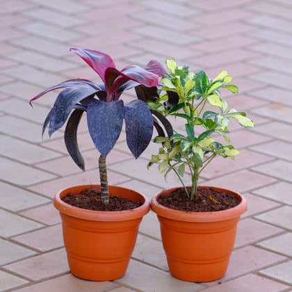 Buy Set of 2 - Dracaena Rosea & Schefflera Variegated in 7 Inch Classy Brown Plastic Pot Online | Urvann.com