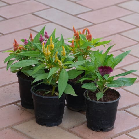 Set of 4 - Celosia / Cockscomb (any colour) in 4 Inch Live Plant Nursery Pot