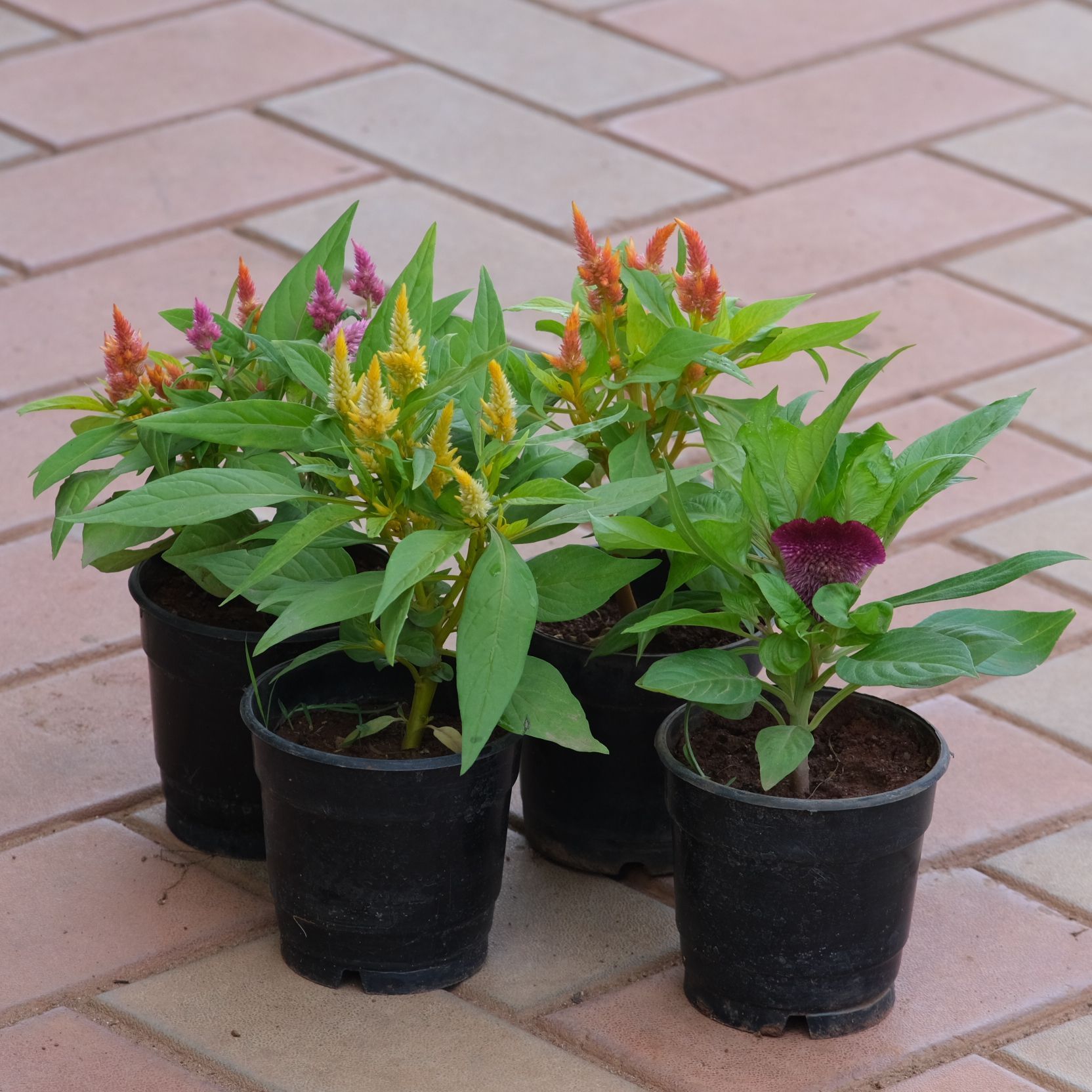 Set of 4 - Celosia / Cockscomb (any colour) in 4 Inch Nursery Pot
