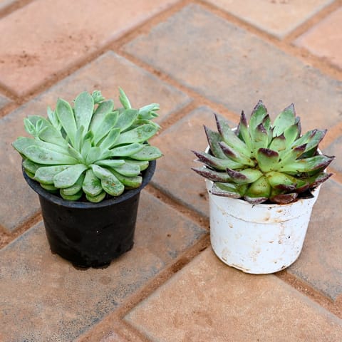 Set of 2 - Echeveria Green & Red Tipped Succulent in 3 Inch Nursery Pot