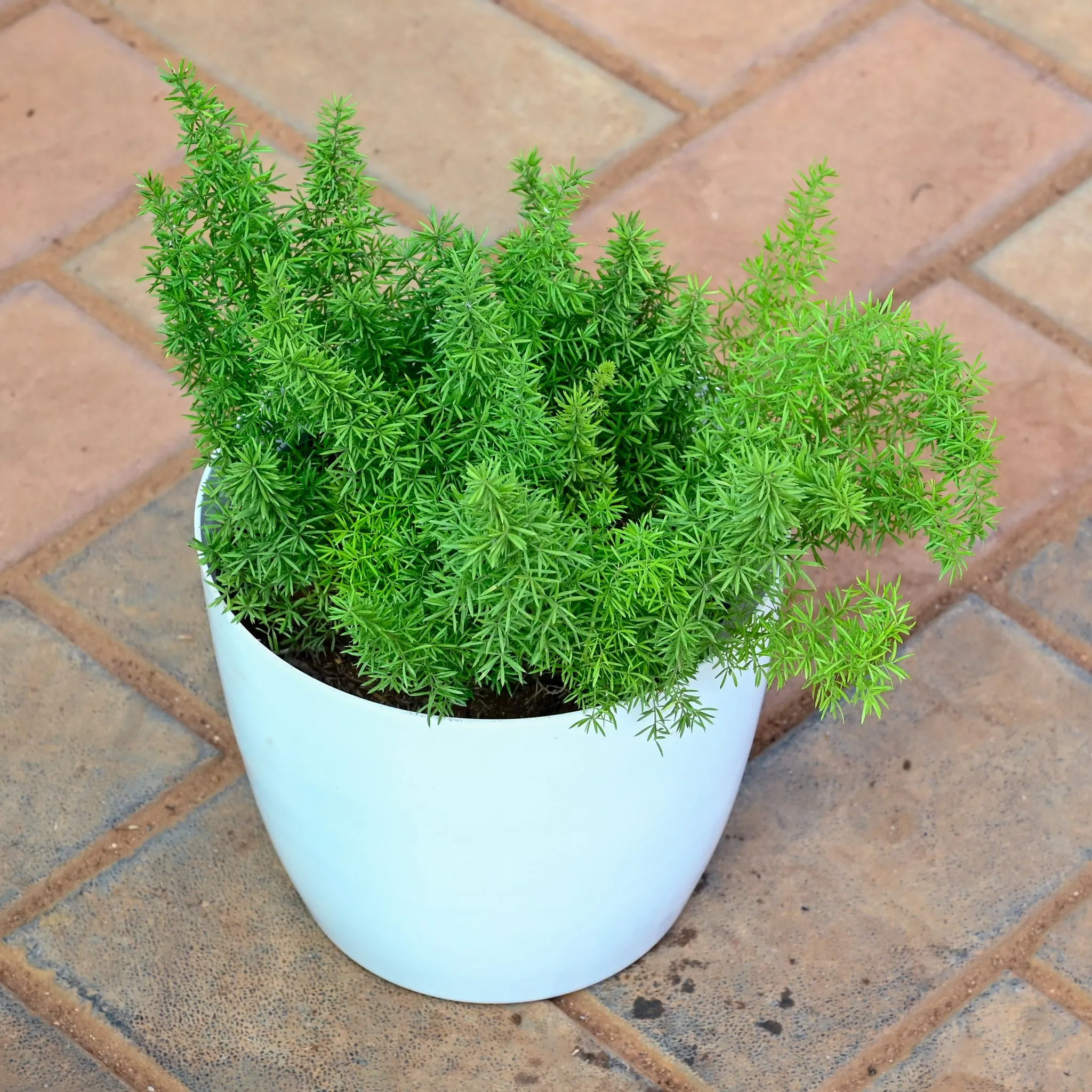 Asparagus Mary in 5 Inch Classy White Premium Plastic Pot