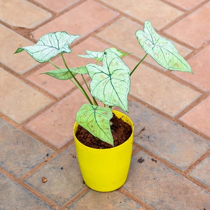Buy Caladium White in 5 Inch Premium Sphere Plastic Pot (any colour) Online | Urvann.com