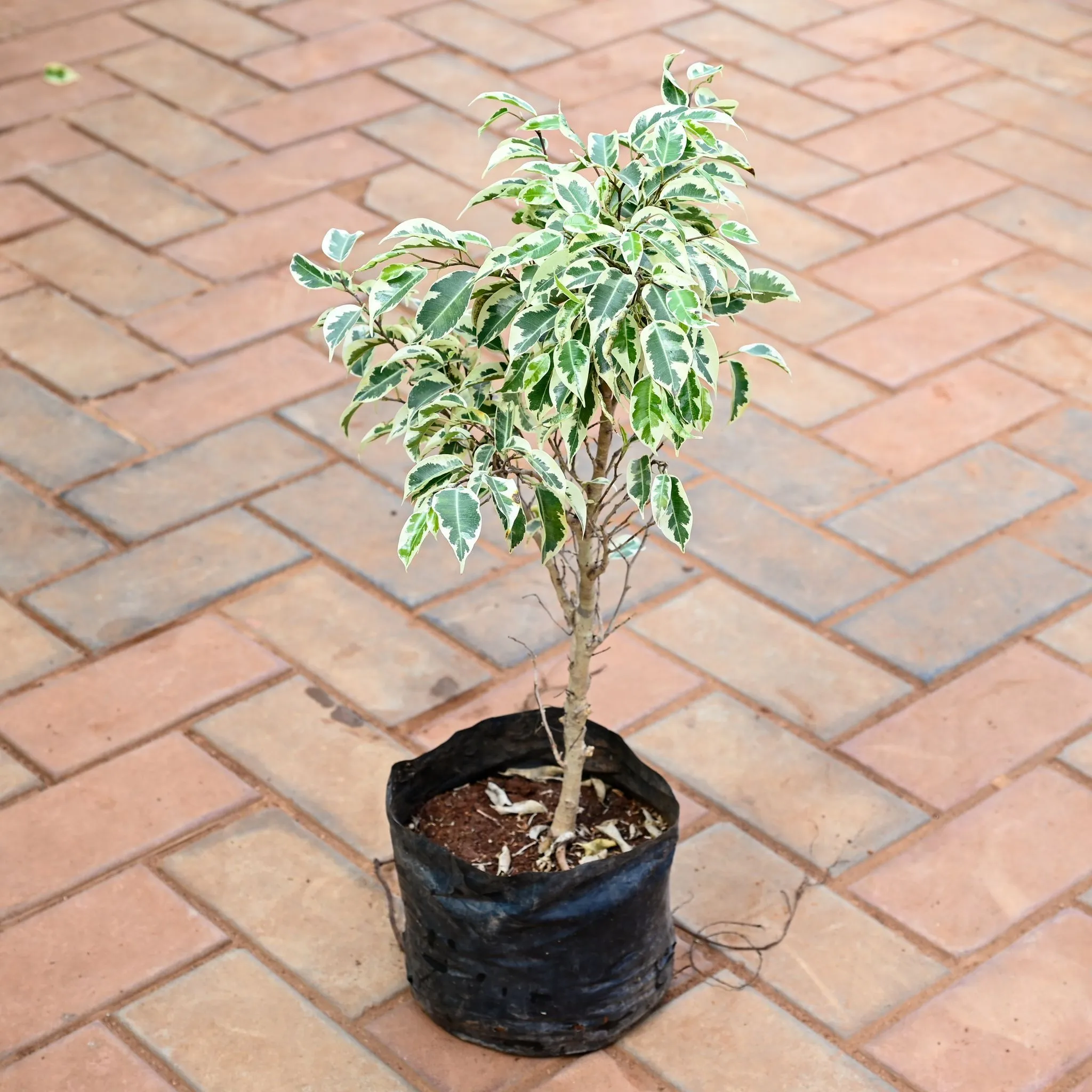 Ficus Starlite in 8 Inch Nursery Pot