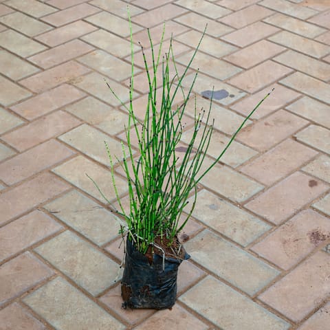 Water Bamboo in Inch Nursery Bag