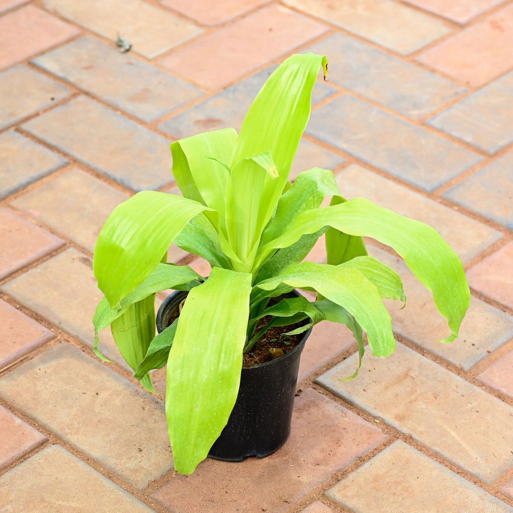 Buy Philodendron Selloum in 5 Inch Nursery Pot Online | Urvann.com Philodendron Selloum Bushy in 5 Inch Nursery Pot