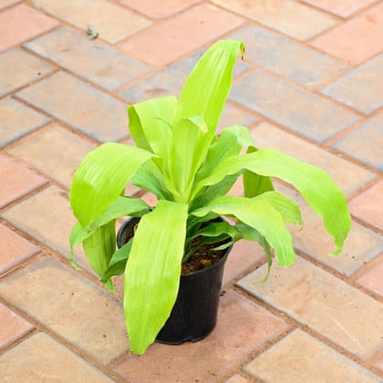 Buy Philodendron Selloum in 5 Inch Nursery Pot Online | Urvann.com