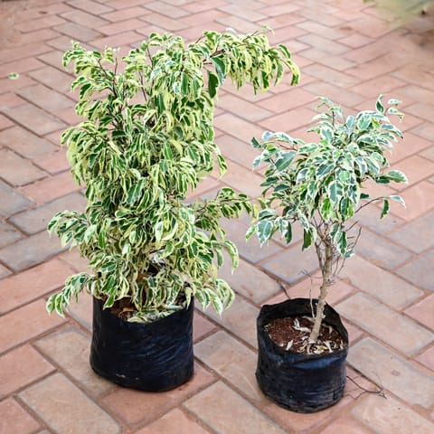Set of 2 - Ficus Starlite in 8 Inch Live Plant Nursery bag