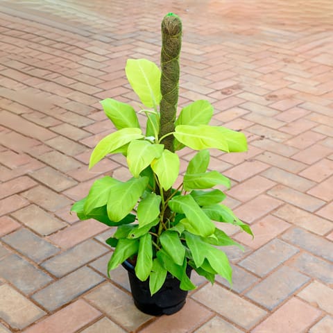 Philodendron Golden in 10 Inch Nursery Pot