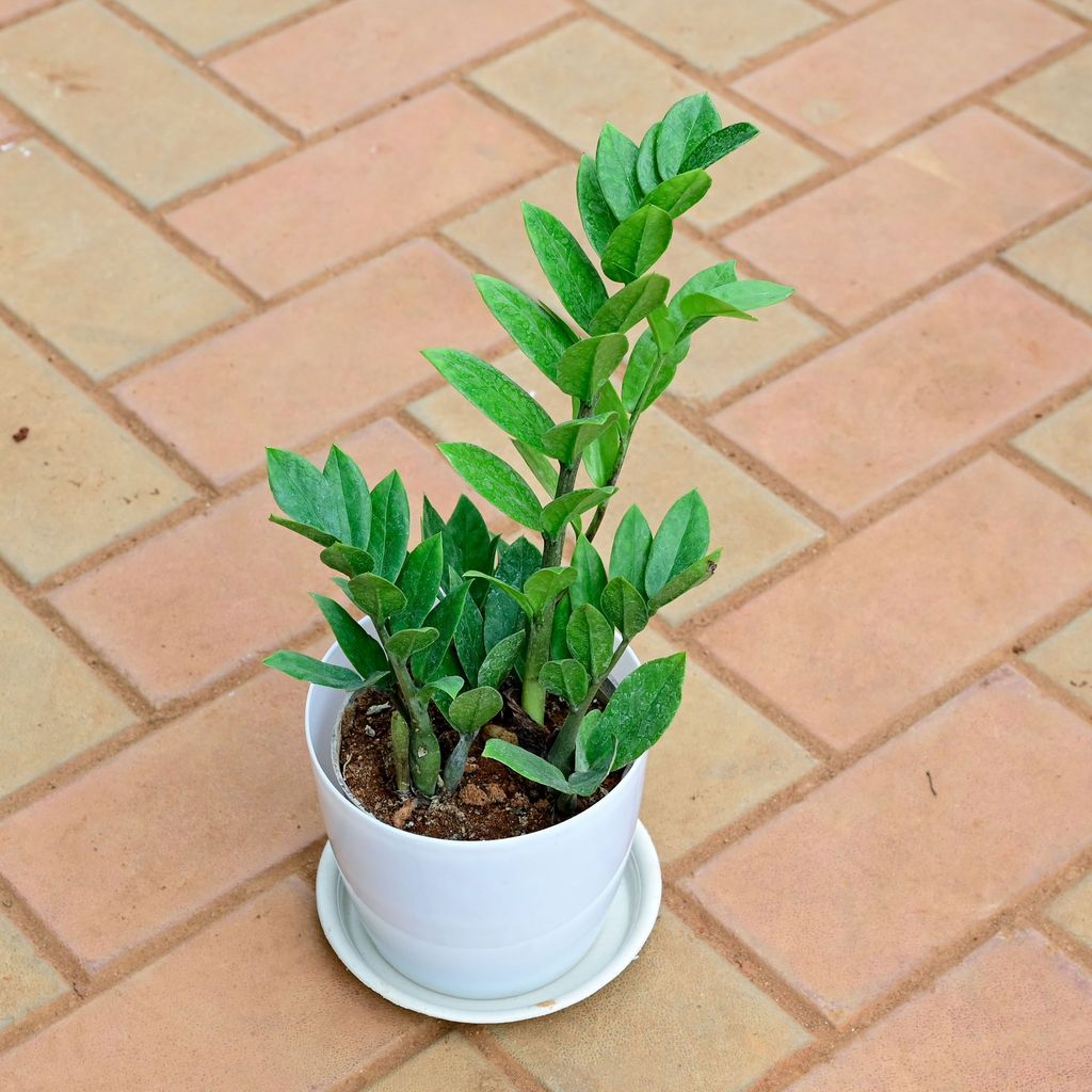 Buy Zz Green in 6 Inch White Premium Sphere Plastic Pot with Tray Online | Urvann.com Zz Green in 6 Inch White Premium Sphere Plastic Pot with Tray