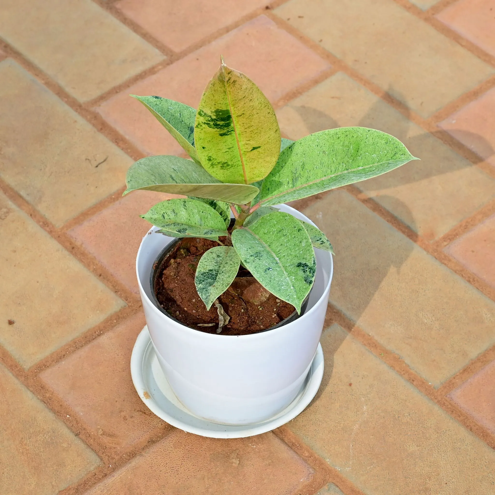 Rubber Variegated Green in 6 Inch White Premium Sphere Plastic Pot with Tray