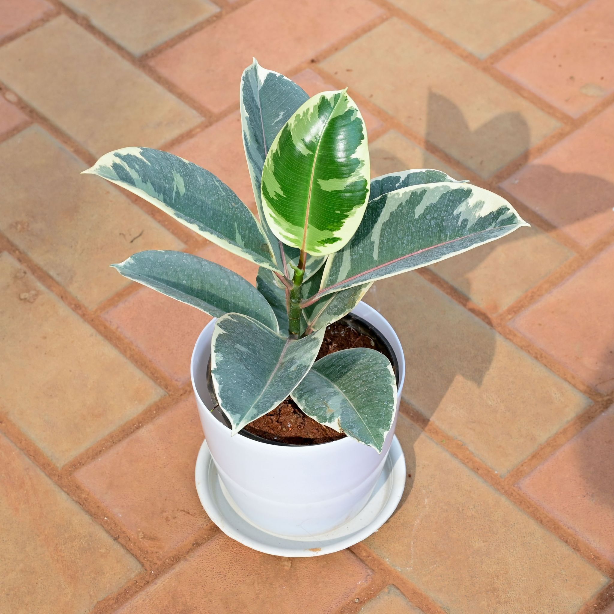 Rubber Variegated White in 6 Inch White Premium Sphere Plastic Pot with Tray
