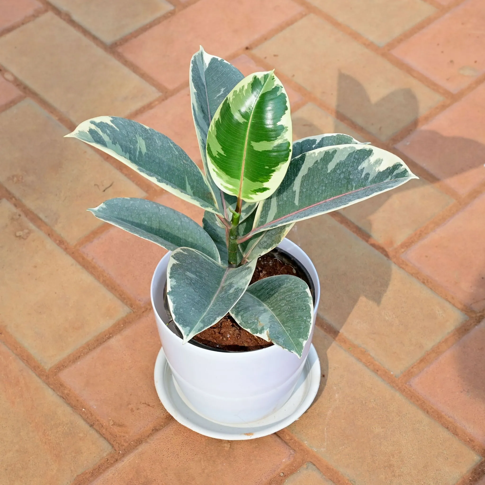 Rubber Variegated White in 6 Inch White Premium Sphere Plastic Pot with Tray