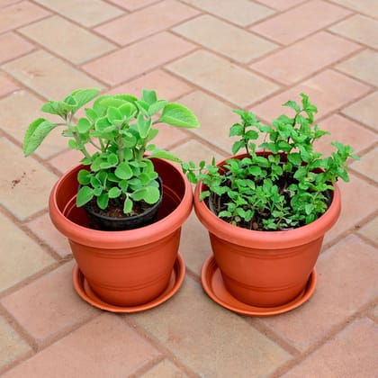Buy Set of 2 - Ajwain & Pudina / Mint in 6 Inch Red Plastic Pot with Tray Online | Urvann.com