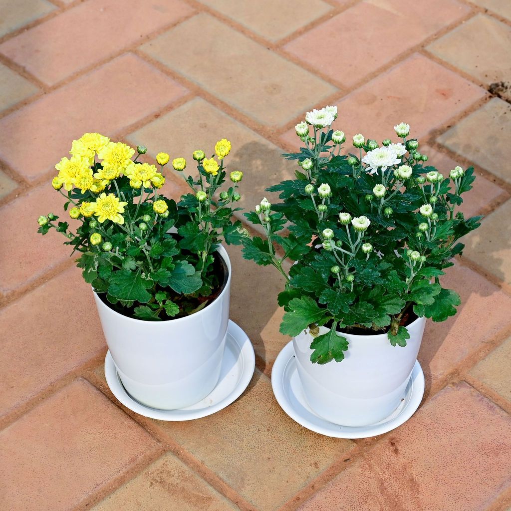 Buy Set of 2 - Chrysanthemum / Guldawari / Guldaudi (Yellow & White) in 5 Inch White Premium Sphere Plastic Pot with Tray Online | Urvann.com Set of 2 - Chrysanthemum / Guldawari / Guldaudi (Yellow & White) in 5 Inch White Premium Sphere Plastic Pot with Tray