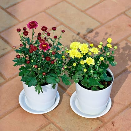 Buy Set of 2 - Chrysanthemum / Guldawari / Guldaudi (Yellow & Maroon) in 5 Inch White Premium Sphere Plastic Pot with Tray Online | Urvann.com