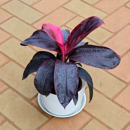 Buy Dracaena Rosea in 8 Inch White Premium Sphere Plastic Pot with Tray Online | Urvann.com