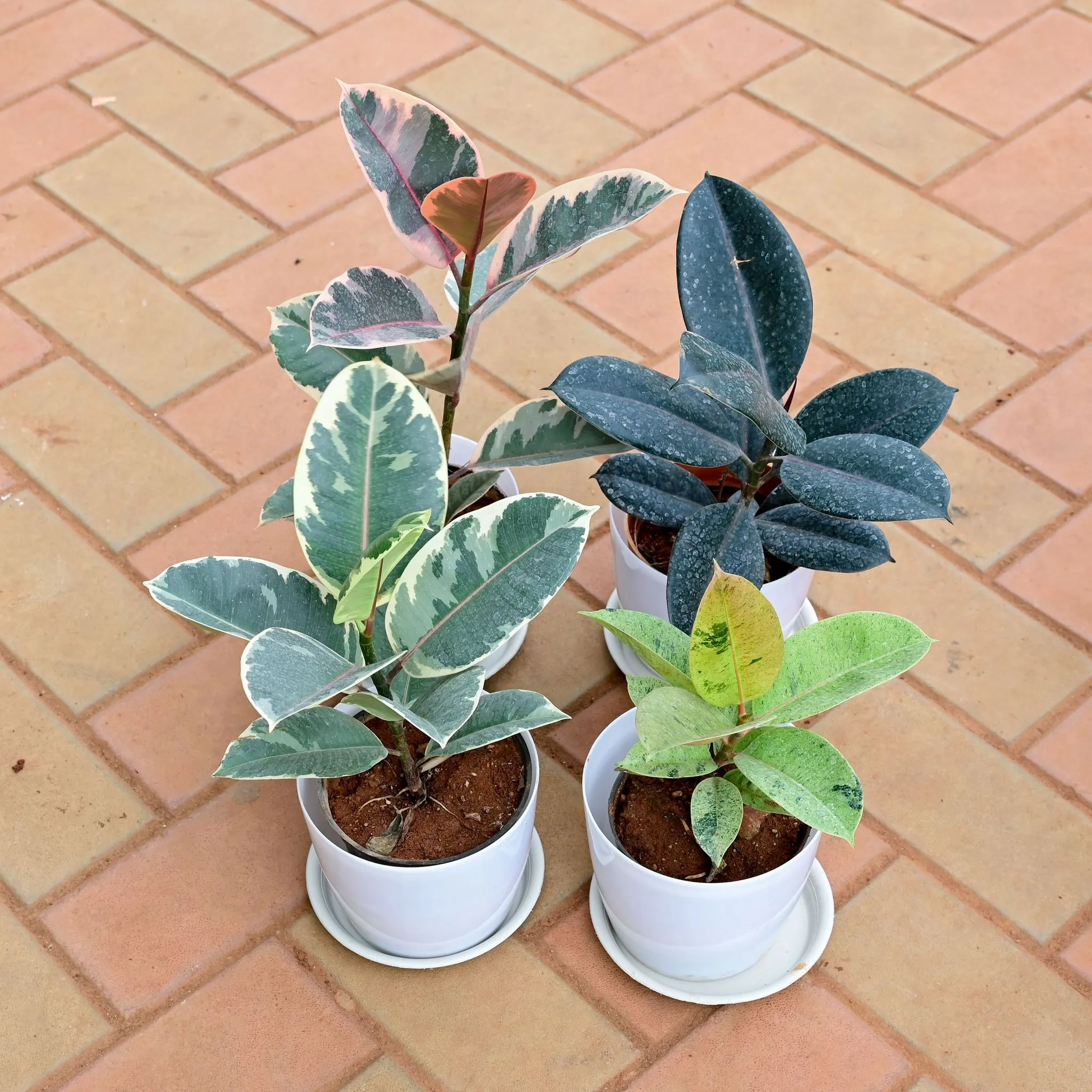 Set of 4 - Rubber (Variegated Pink, White, Green & Black) in 6 Inch White Premium Sphere Plastic Pot with Tray