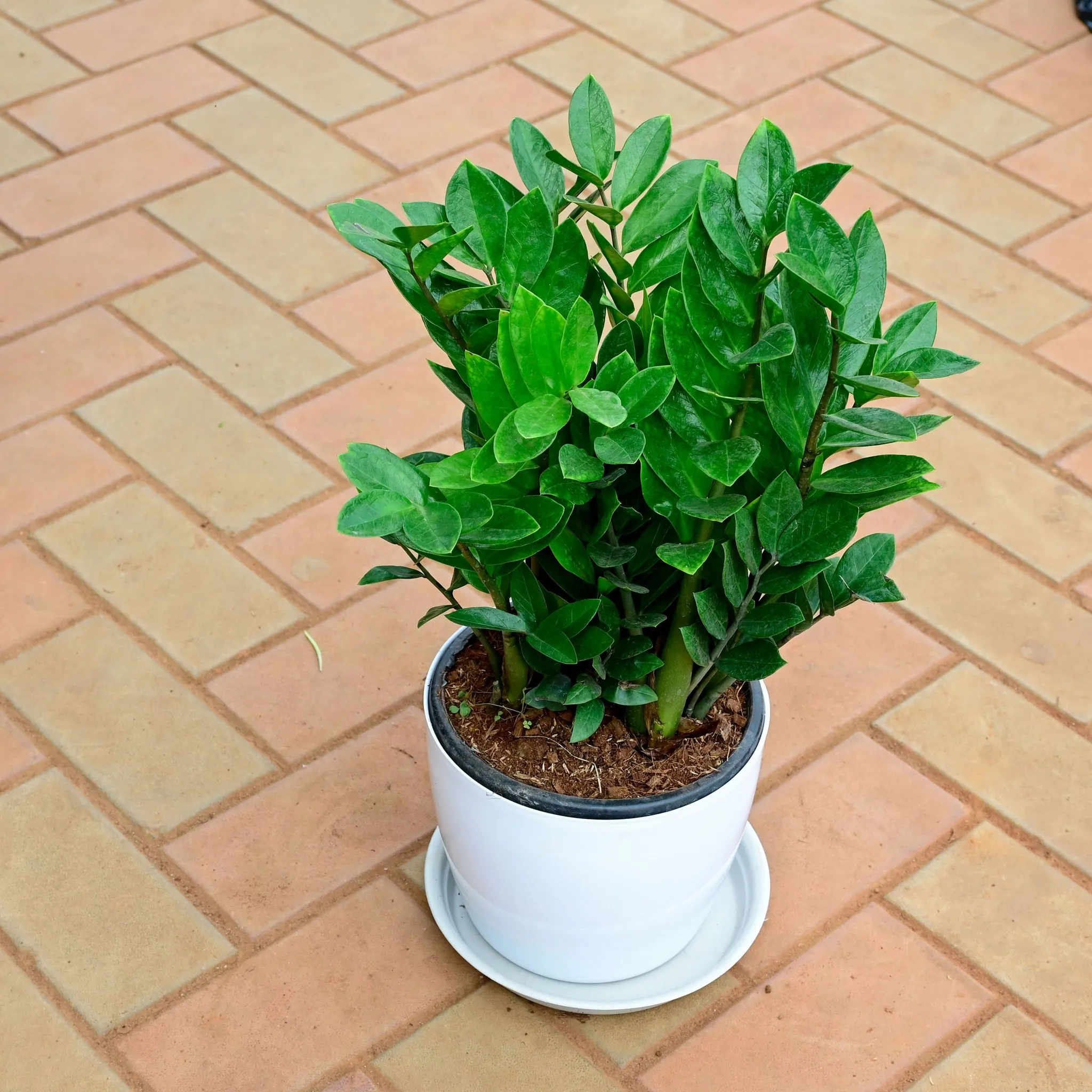 Zz Green (~ 1 Ft) in 10 Inch White Premium Sphere Plastic Pot with Tray