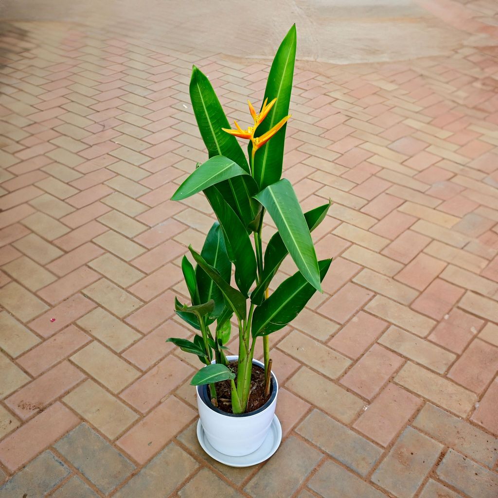 Buy Heliconia (Any colour) in 10 Inch White Premium Sphere Plastic Pot with Tray Online | Urvann.com Heliconia (Any colour) in 10 Inch White Premium Sphere Plastic Pot with Tray