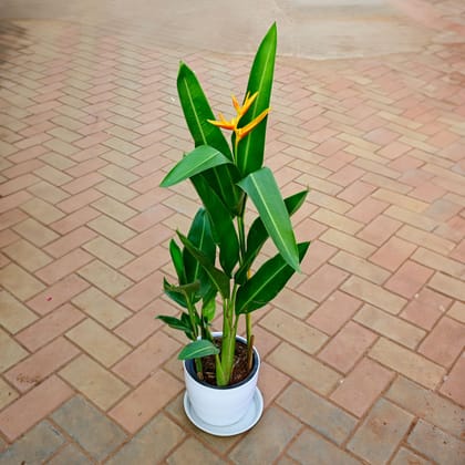 Buy Heliconia (Any colour) in 10 Inch White Premium Sphere Plastic Pot with Tray Online | Urvann.com