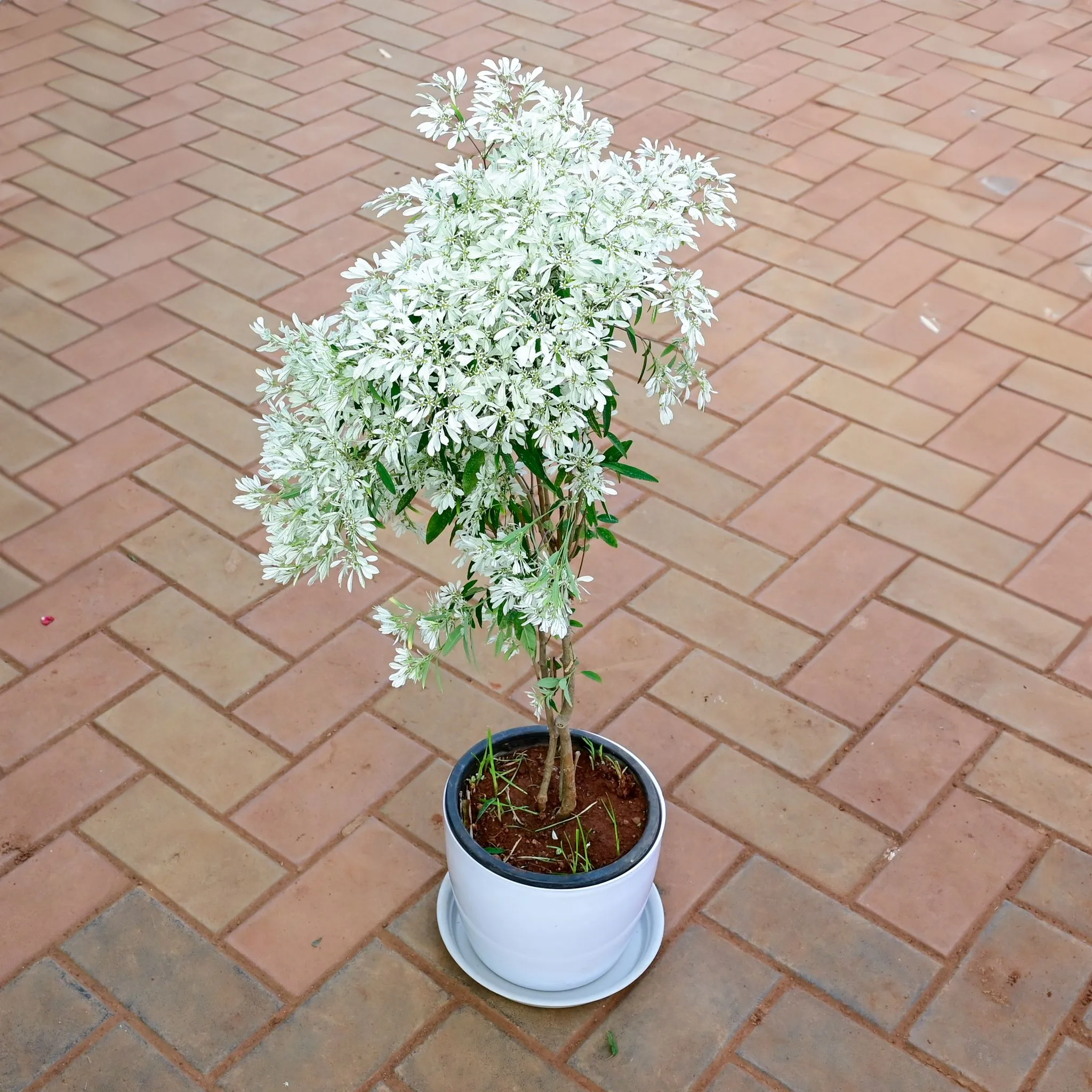 Euphorbia Leucocephala in 8 Inch White Premium Sphere Plastic Pot with Tray