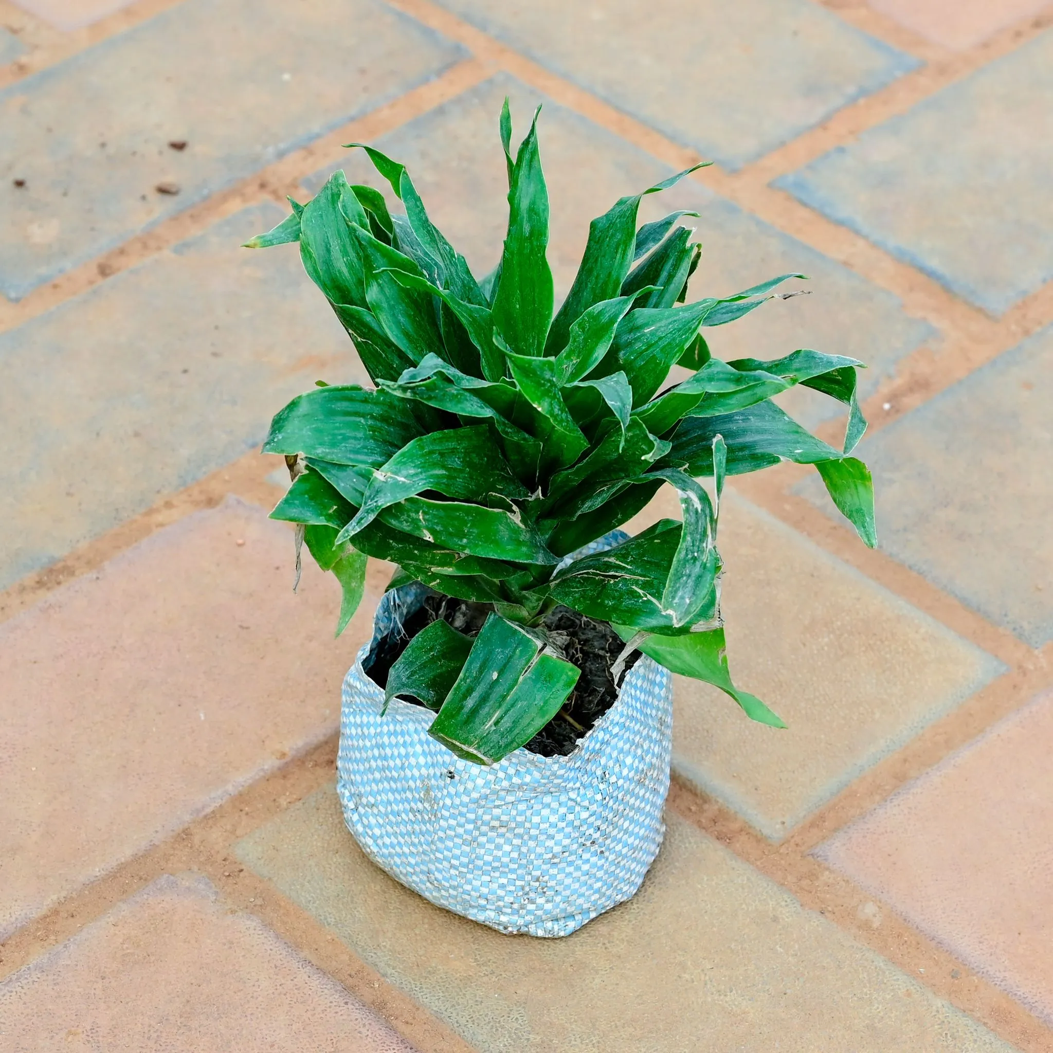 Dracaena Compacta in 3 Inch Nursery Bag