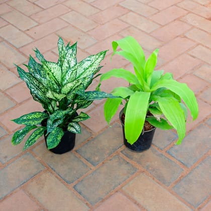 Buy Set of 2 - Aglaonema Snow White & Philodendron Selloum in 5 Inch Nursery Pot Online | Urvann.com