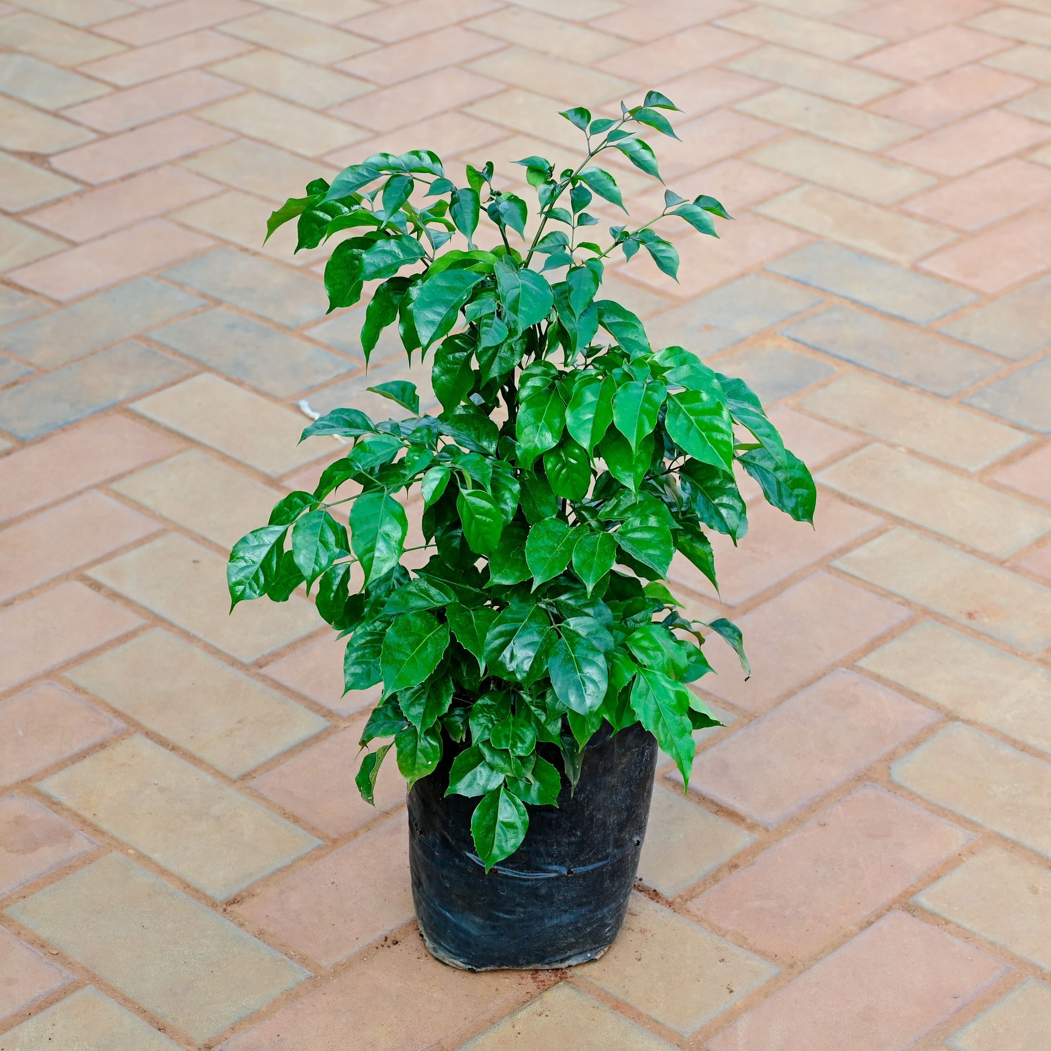 Radermachera / China Doll in 8 Inch Nursery Bag