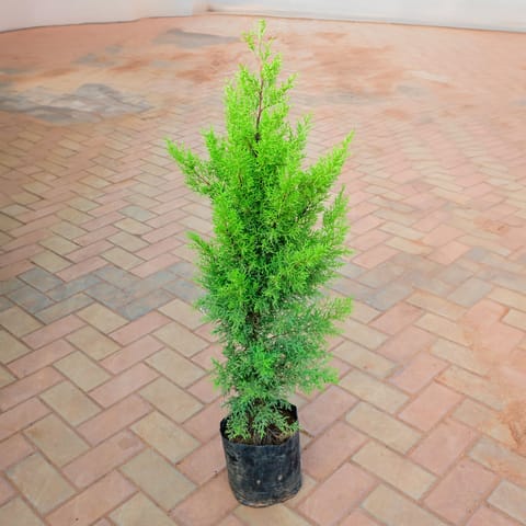 Golden Cypress (~ 1 Ft) in 8 Inch Live Plant Nursery Bag