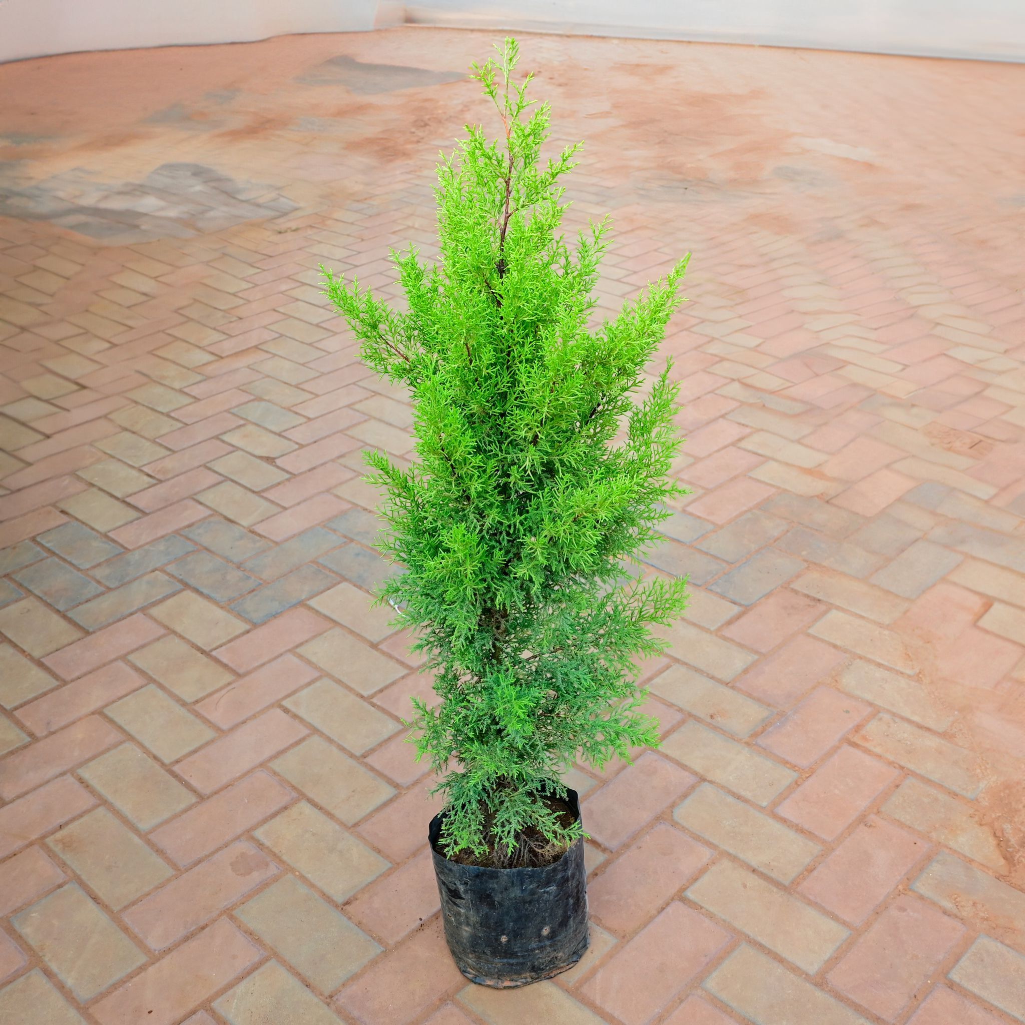 Golden Cypress (~ 1 Ft) in 8 Inch Nursery Bag