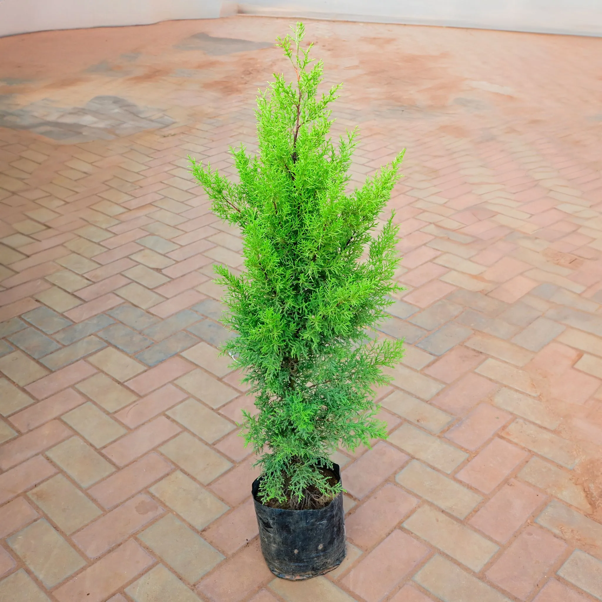 Golden Cypress (~ 1 Ft) in 8 Inch Nursery Bag