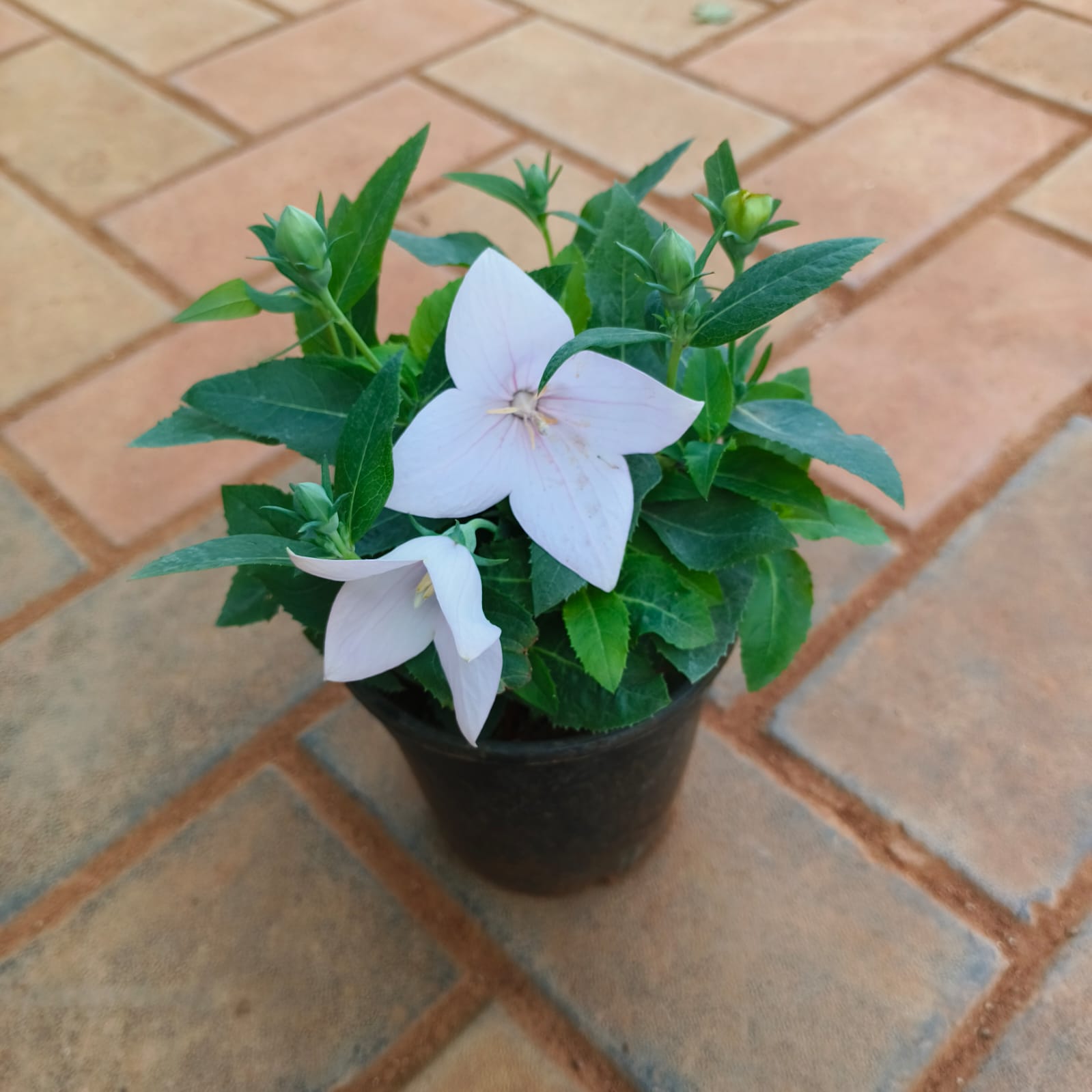 Platycodon Grandiflorus / Balloon (any colour)Flower in 4 Inch Nursery Pot