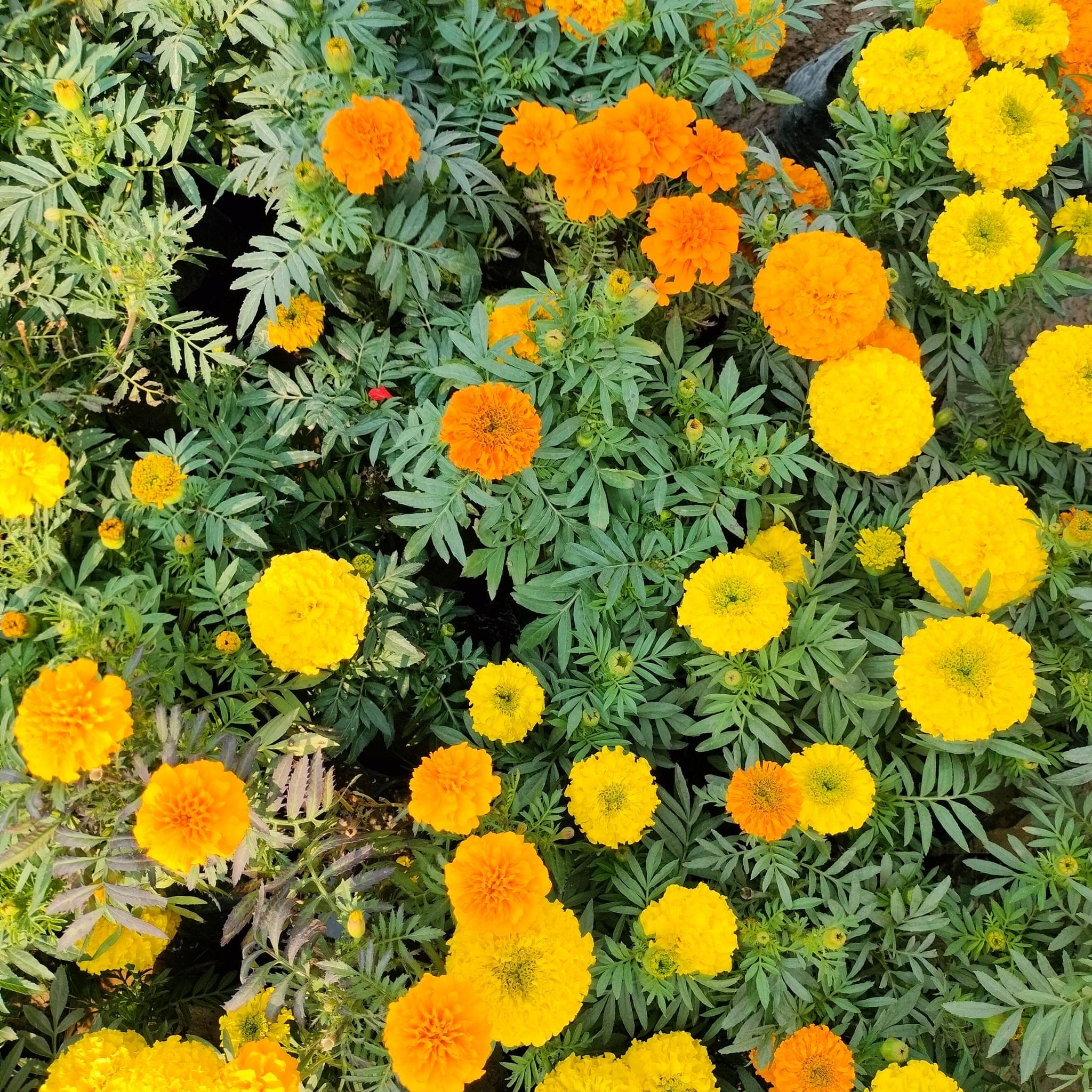 Set of 3 Marigold / Genda (Any colour) in 4 Inch Nursery Bag