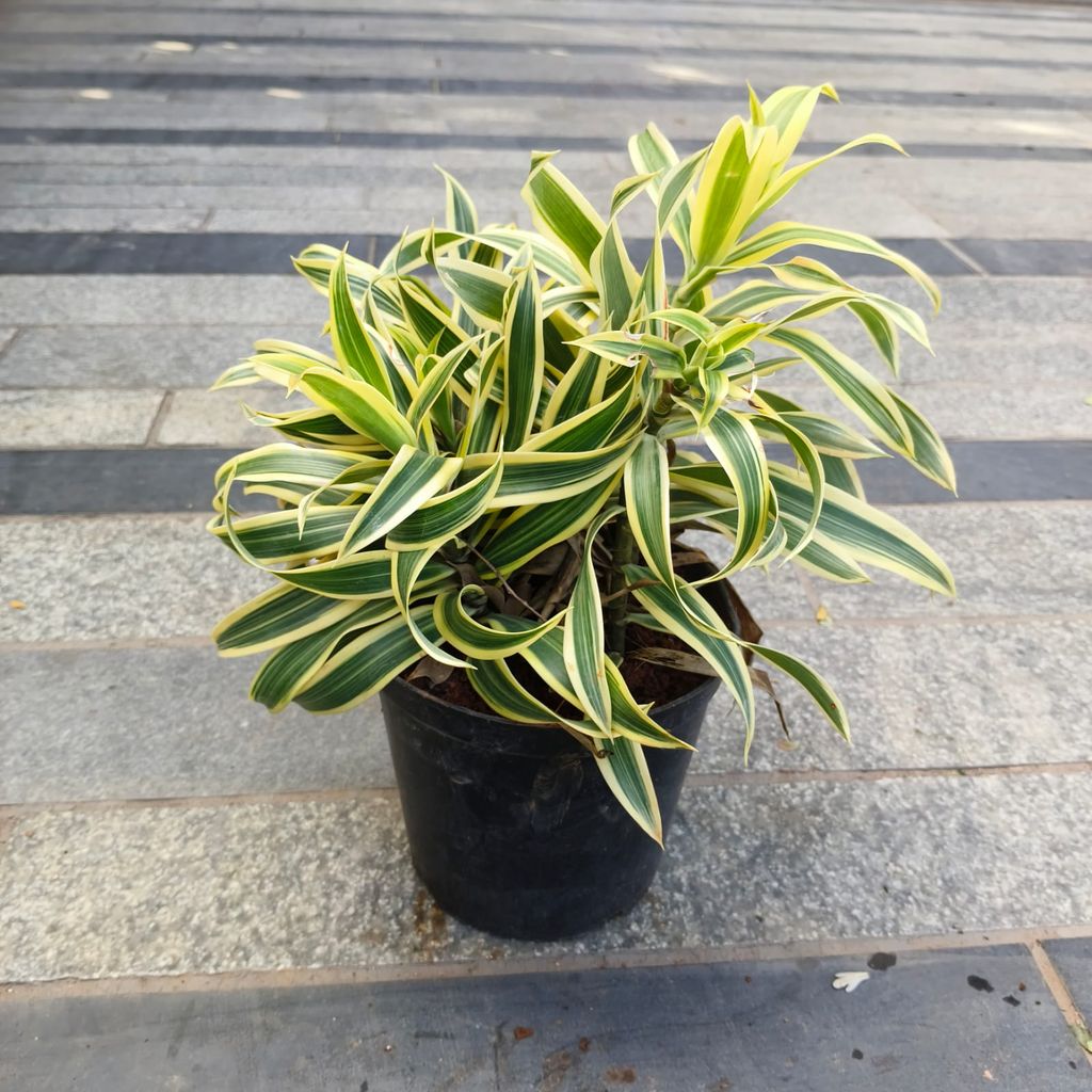 Buy Song of India Bushy in 5 Inch Nursery Bag in 5 Inch Nursery Bag Online | Urvann.com Song of India Bushy in 5 Inch Nursery Pot