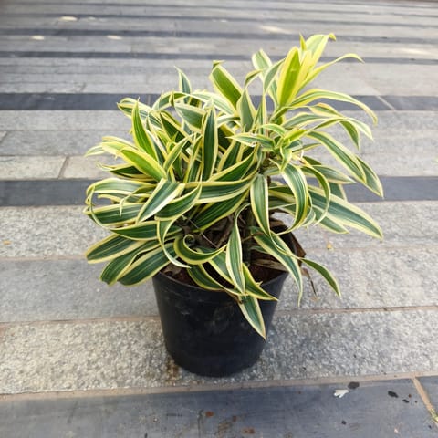 Song of India Bushy in 5 Inch Nursery Pot