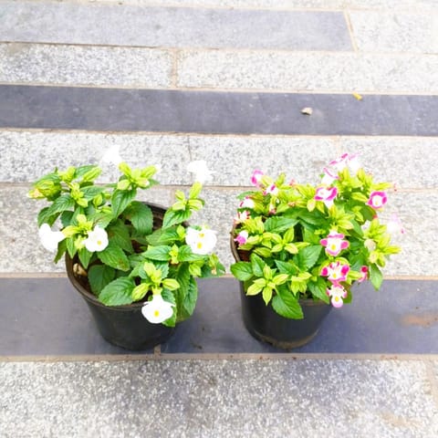 Set of 2 - Torenia / Wishbone (White & Pink) in 4 Inch Nursery Pot